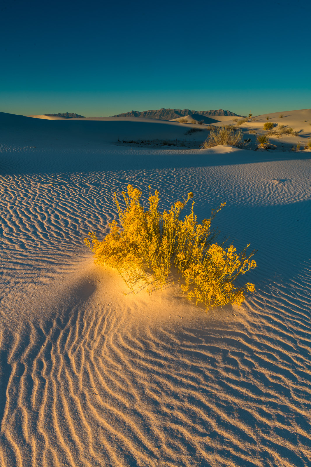 A Rubber Rabbitbrush plant catches the first light of the morning in the dunes at White Sands National Park, New Mexico.