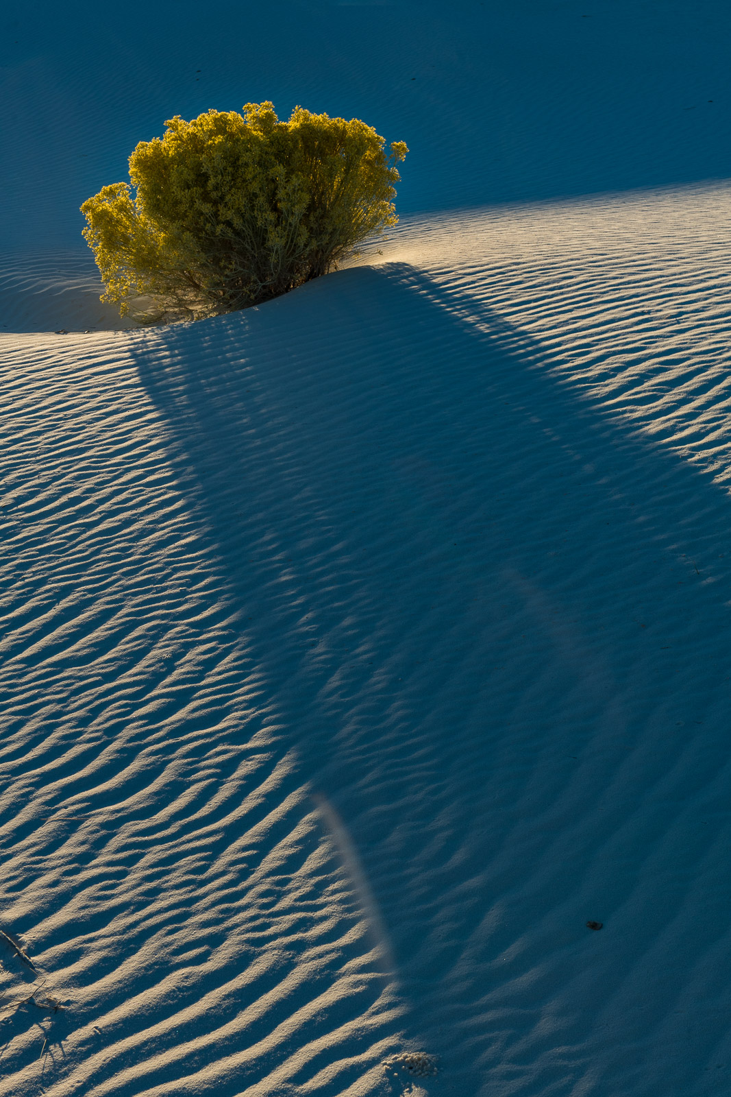 A Rubber Rabbitbrush plant casts a long shadow on the gypsum dunes at White Sands National Park, New Mexico.
