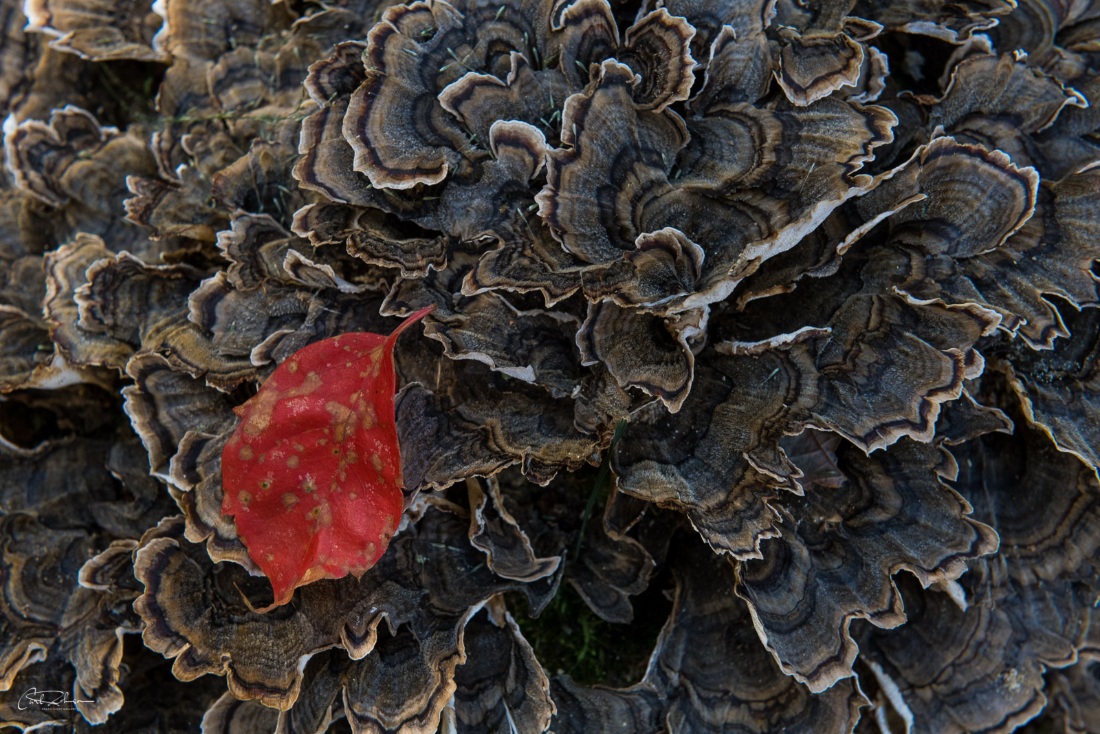 A lone red leaf rests on a Turkey Tail Mushroom along the Jeremy's Run Trail.