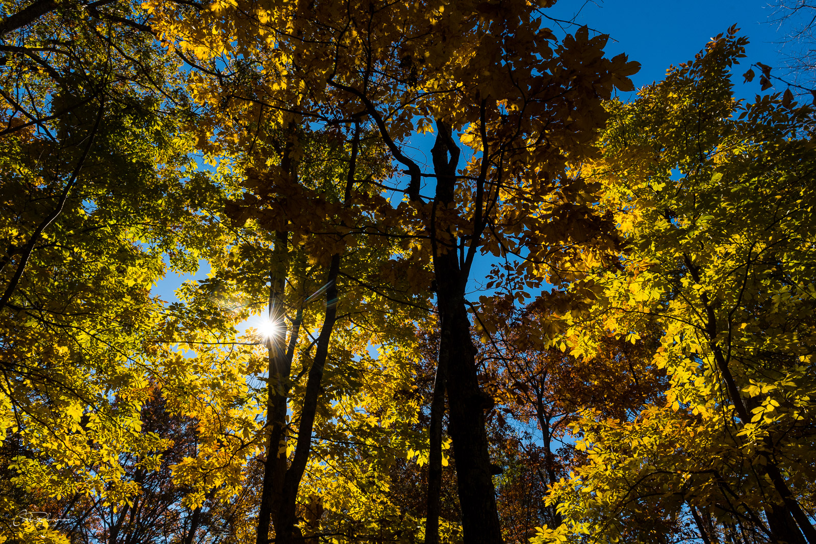 Golden Light Golden Light
