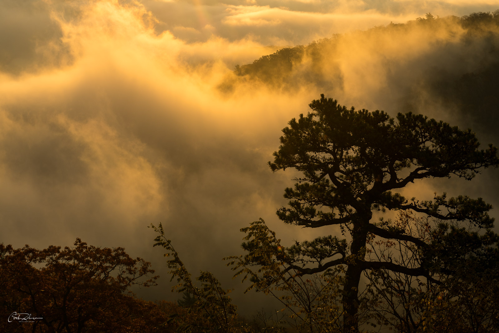 Mist and Trees Mist and Trees