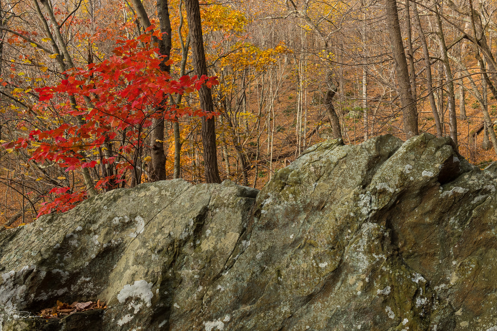 Red on Rock