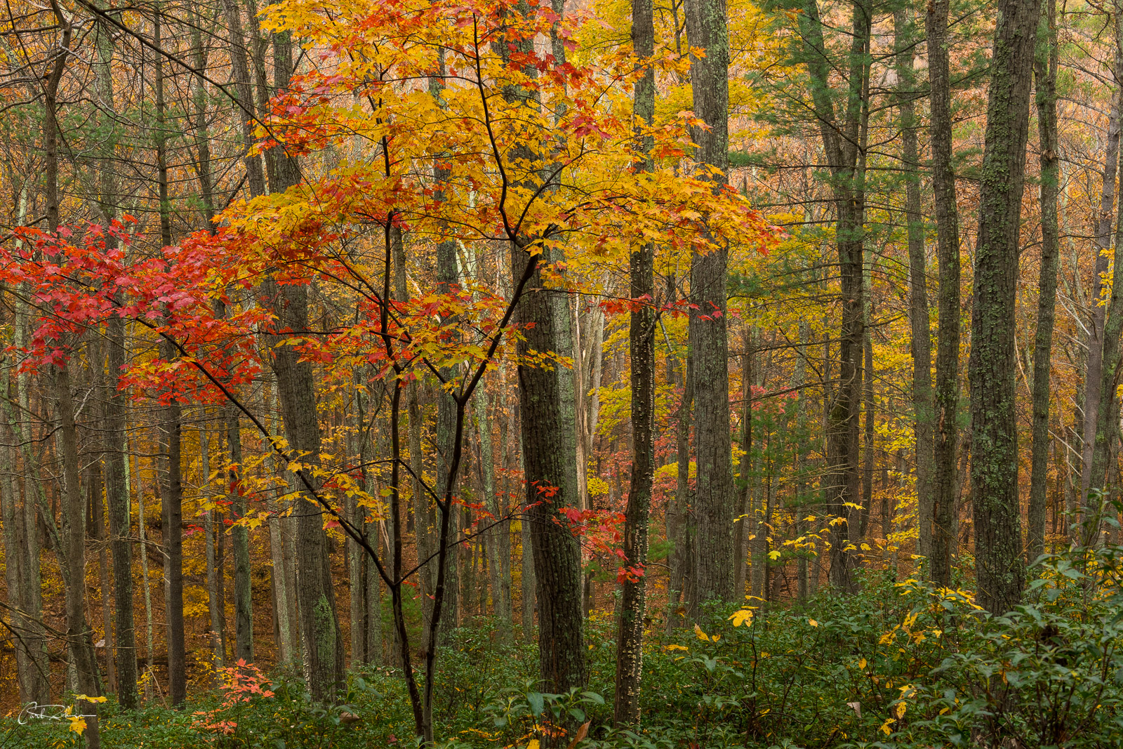 Color and Layers