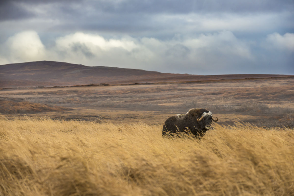 A lone bull musk ox stands in the stiff wind on the Seward Peninsula near Nome. He was part of a small herd that was gathered...
