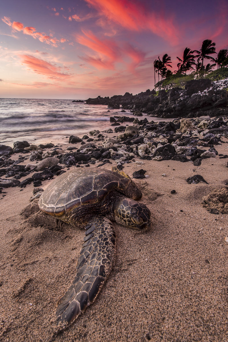 A sea turtle rests on the beach as sun sets along the Kona Coast of Hawaii.