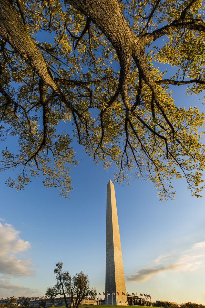 I backed up to a tall cottonwood tree and used a 14mm lens to capture a unique perspective of the towering tree, resplendent...