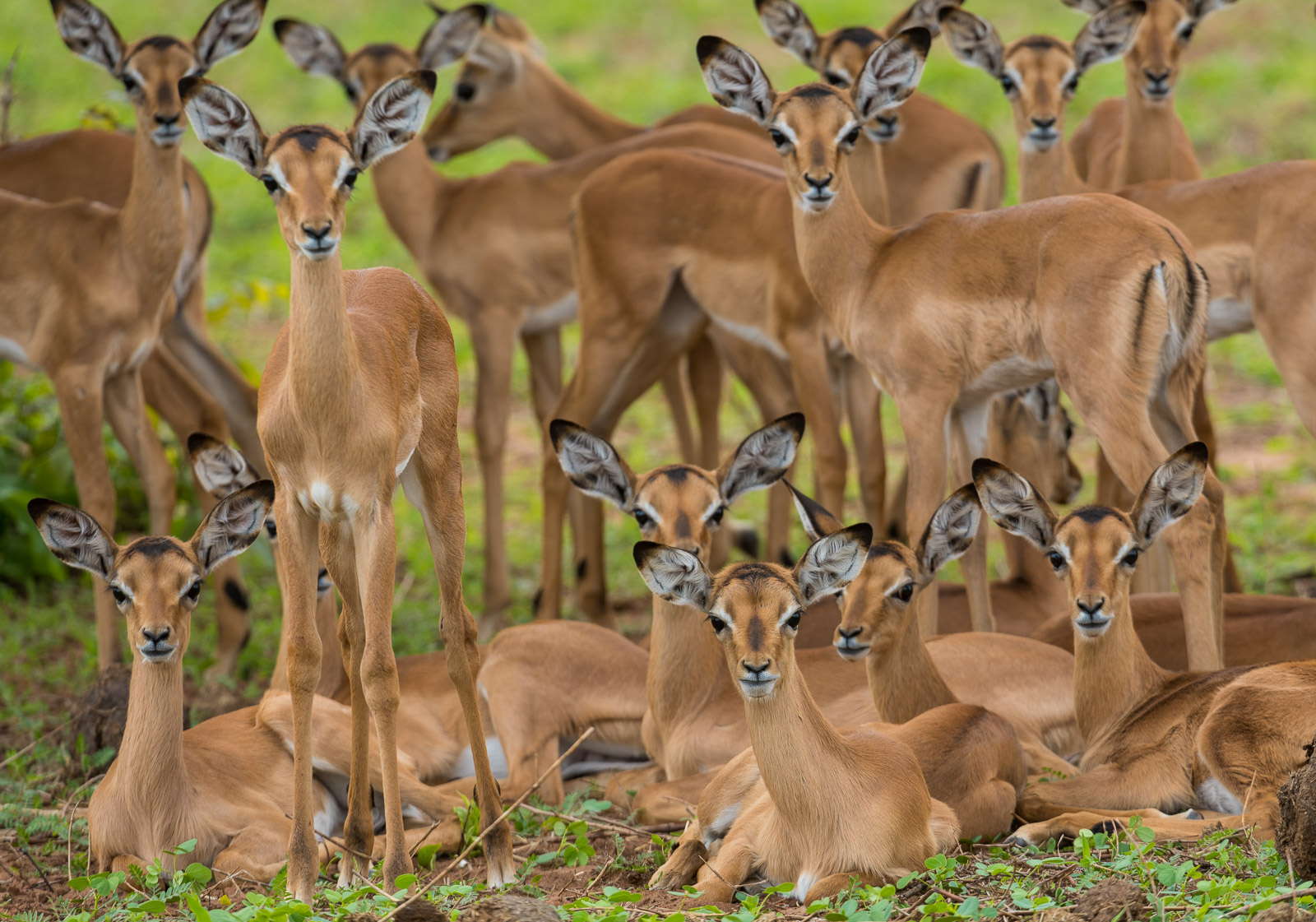 A large cluster of young Impala gather and rest in Chobe National Park, Botswana.