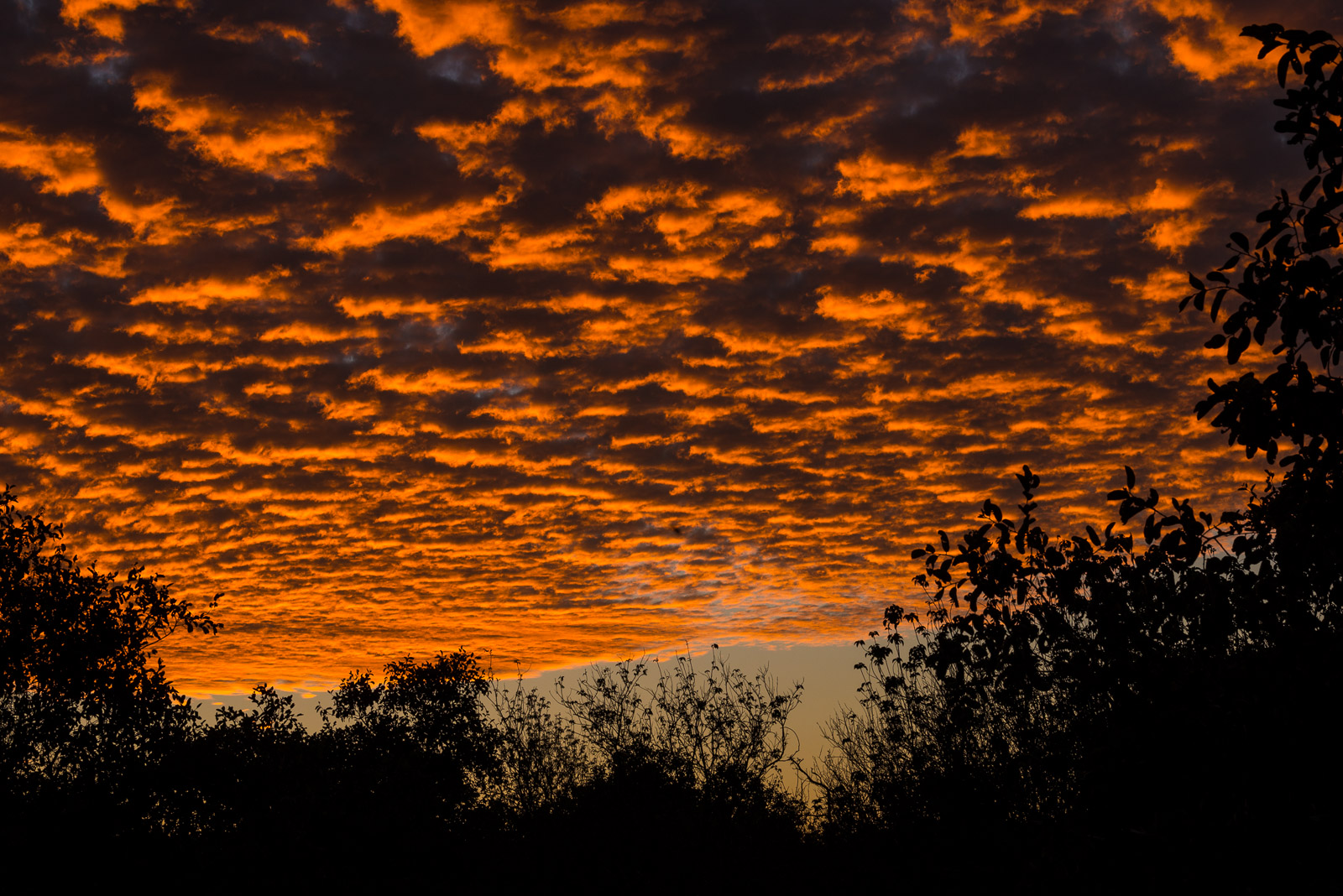 The sky lights up with a vivid red in the Savuti Region of Chobe National Park, Botswana.