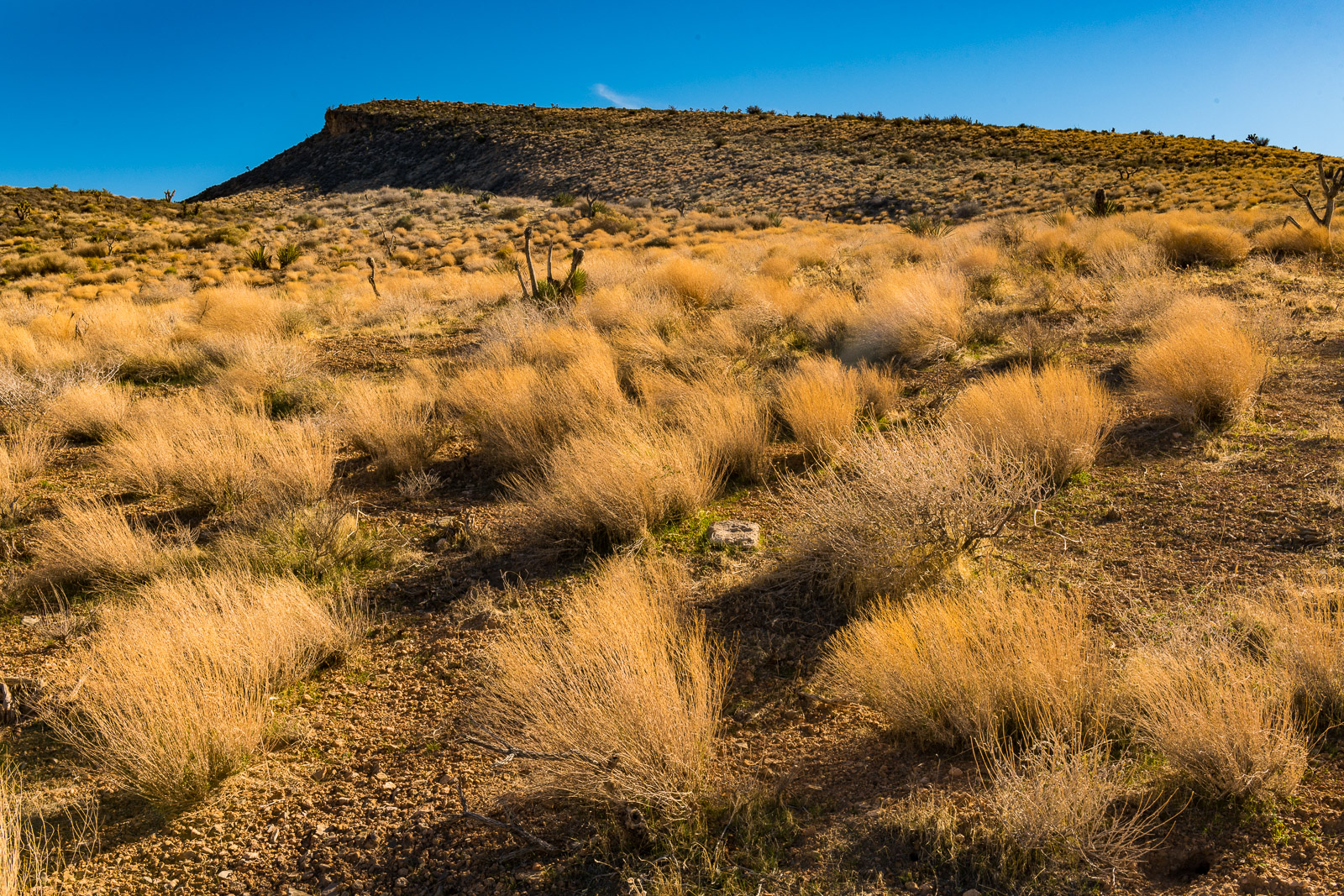 A patch of golden brush catches afternoon light on Bureau of Land Management land near Las Vegas, Nevada.