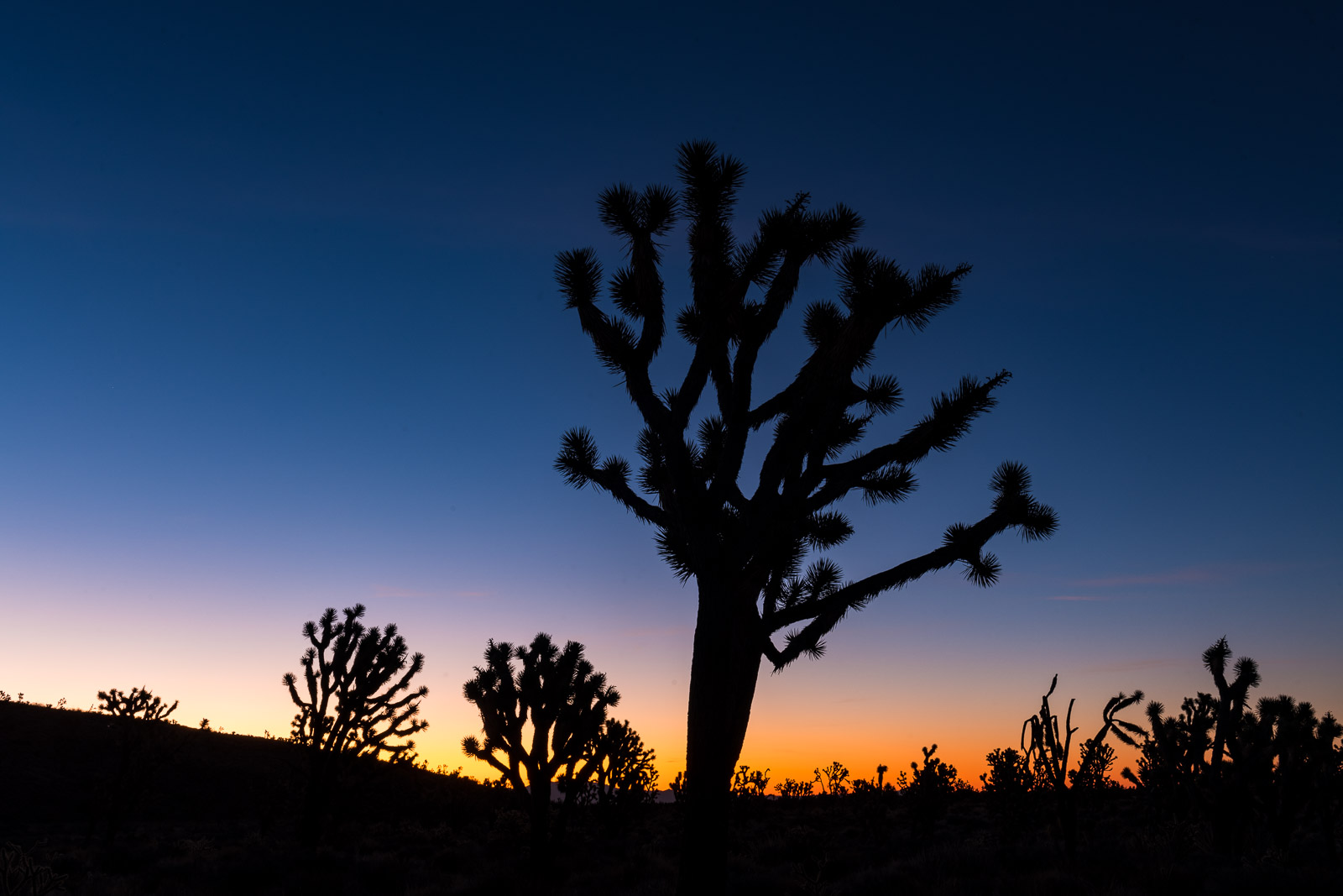 A cluster of Joshua Trees sillhouette against the colors of dusk in the Wee Thump Joshua Tree Wilderness, Nevada.