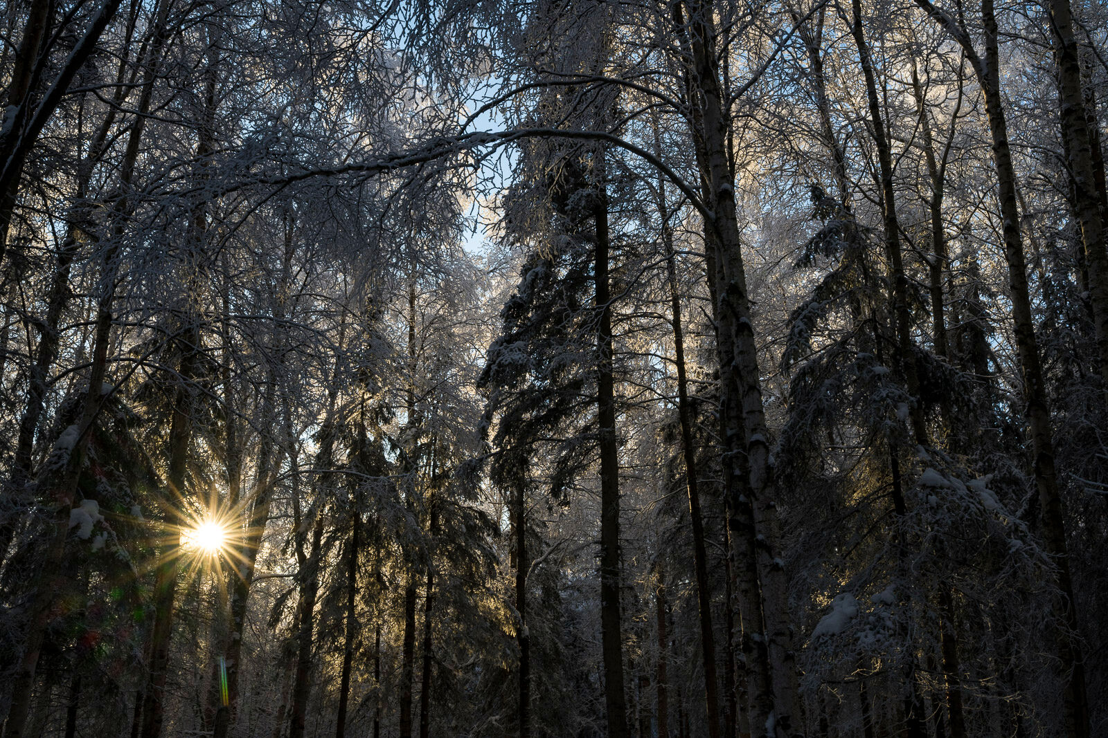 Afternoon sun shines through layers of frosty trees near Campbell Creek, Anchorage. 