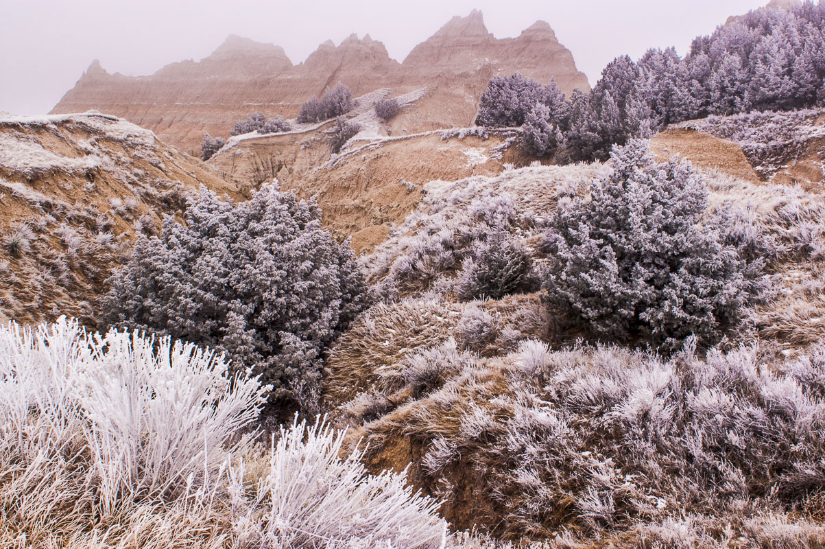 A winter fog settles across the landscape, creating blooms of hoar frost on every plant in Badlands National Park, South Dakota...