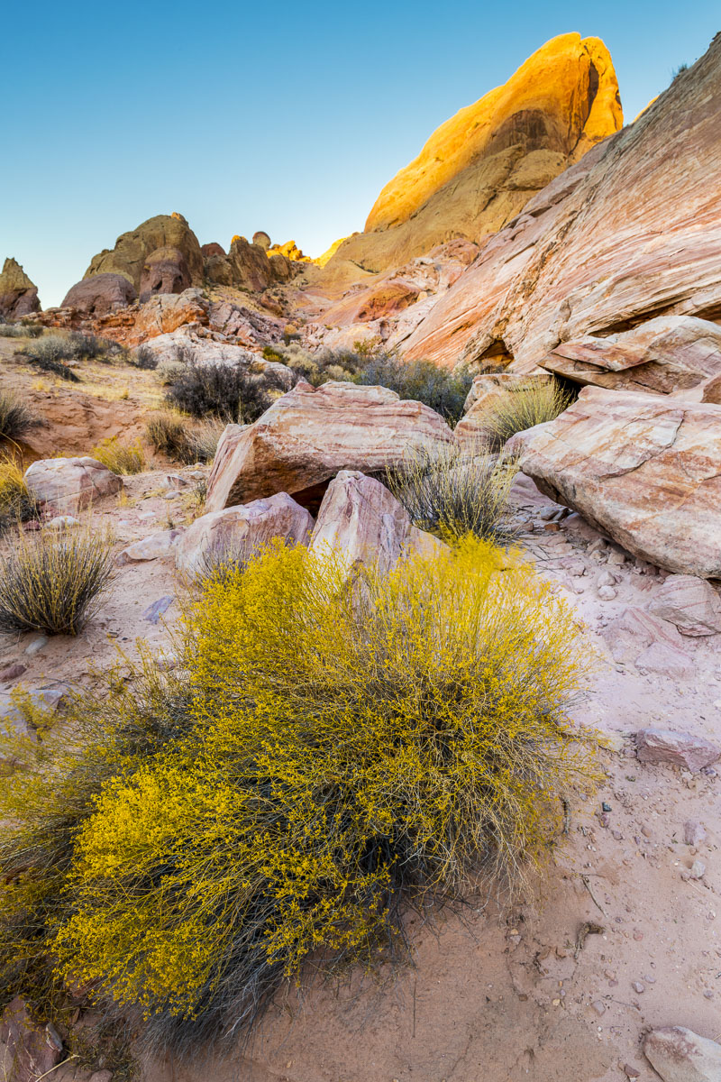 A golden rabbitbrush adds a complimentary gold to the last bit of evening light shining on a rock formation in Valley of Fire...