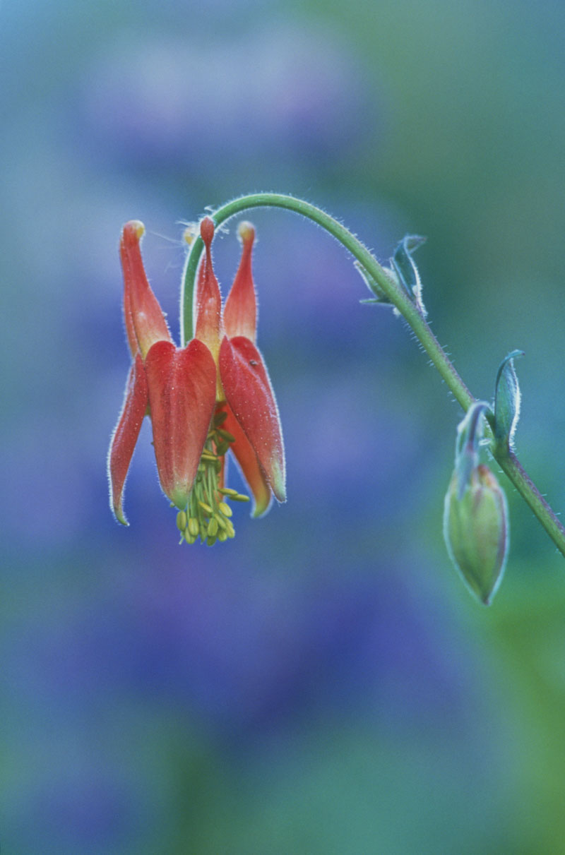 During a morning drive in Keystone Canyon near Valdez, Alaska, I saw a patch of bright red Western columbine alongside the road...