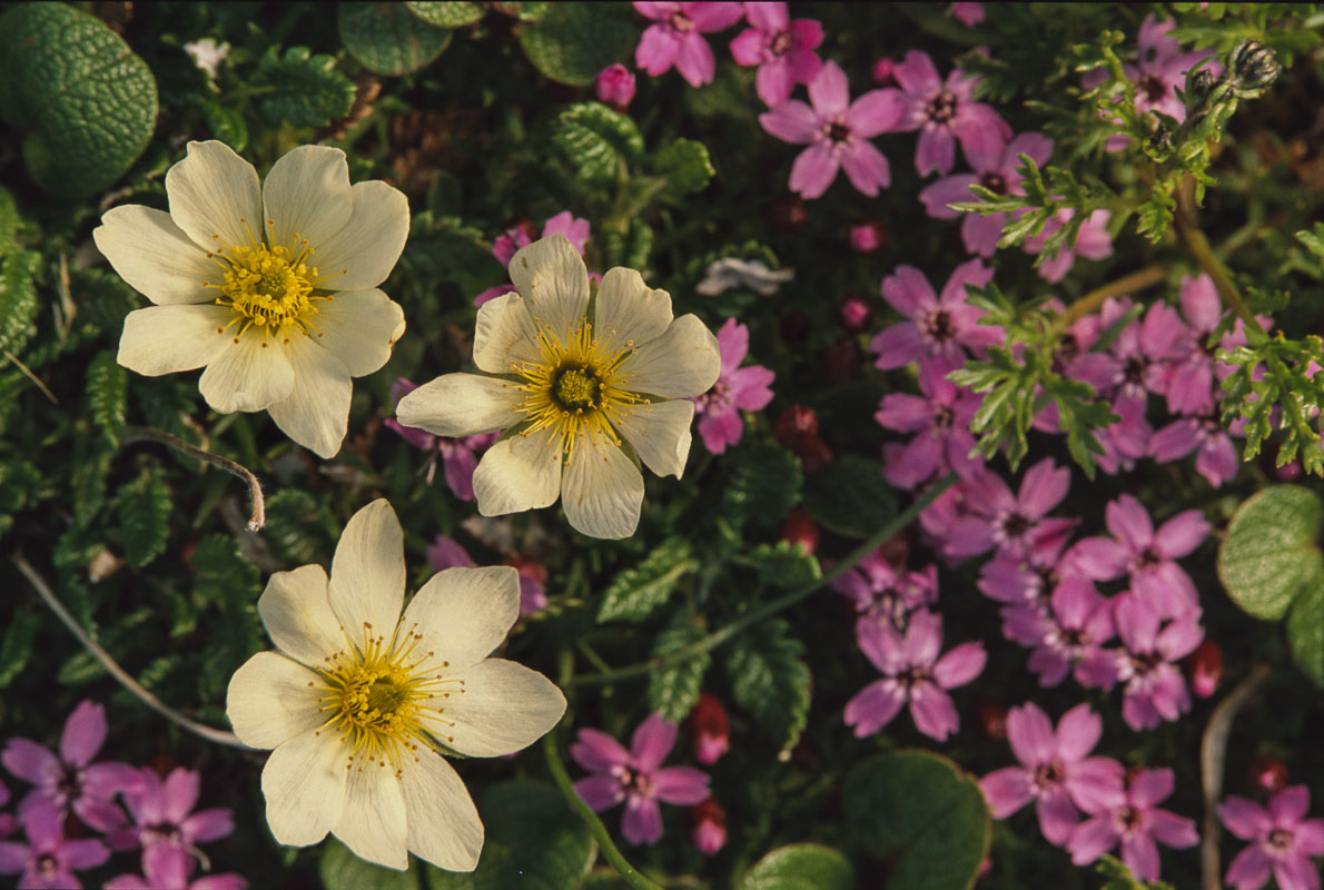 A mixture of moss campion, mountain avens, and bearberry plants decorate the alpine slopes in Thompson Pass near Valdez, Alaska...