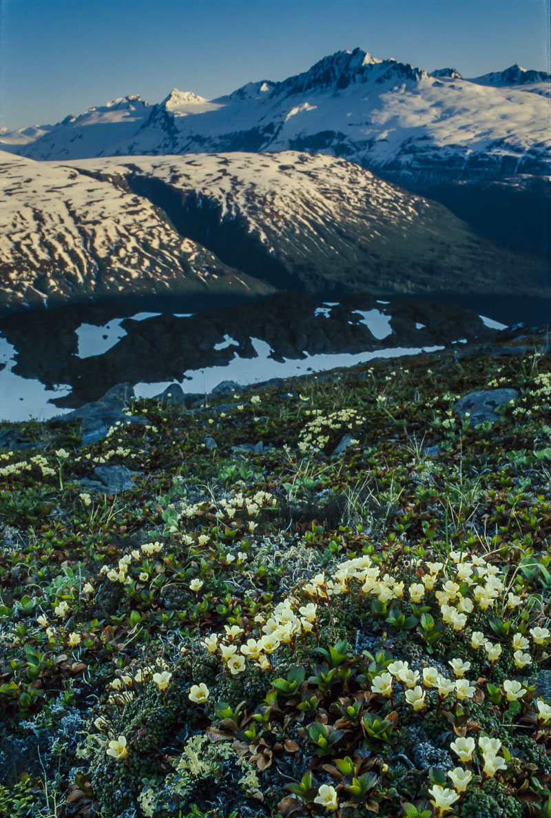 The alpine slopes of Thompson Pass are alive with a variety of wildflowers, including a large patch of mountain avens. Tango...