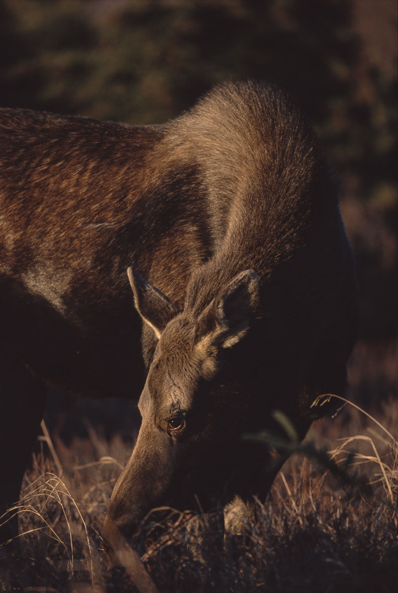 A lone cow moose browses on grasses near the Middle Fork Trail in Chugach State Park in autumn. This image won the Best in Wildlife...