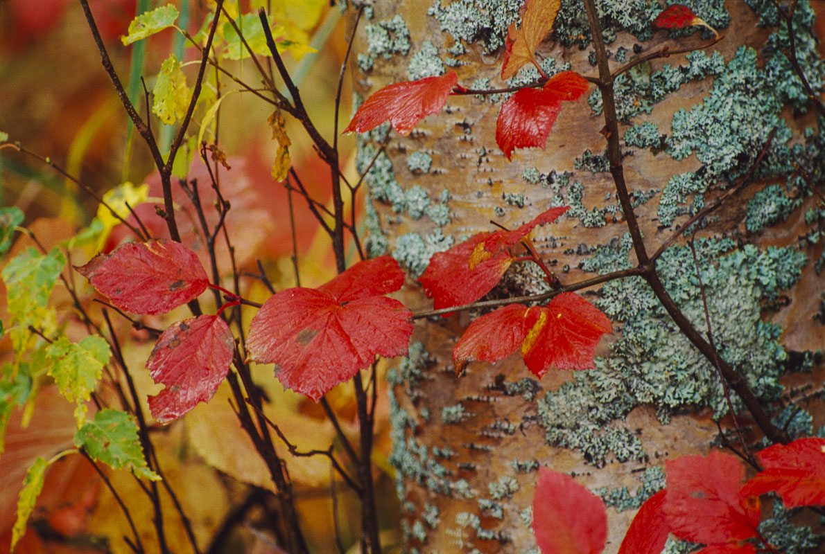 The scarlet red of highbush cranberry plants provide a pop of color in the woods along the Turnagain Arm Trail in autumn. Tango...