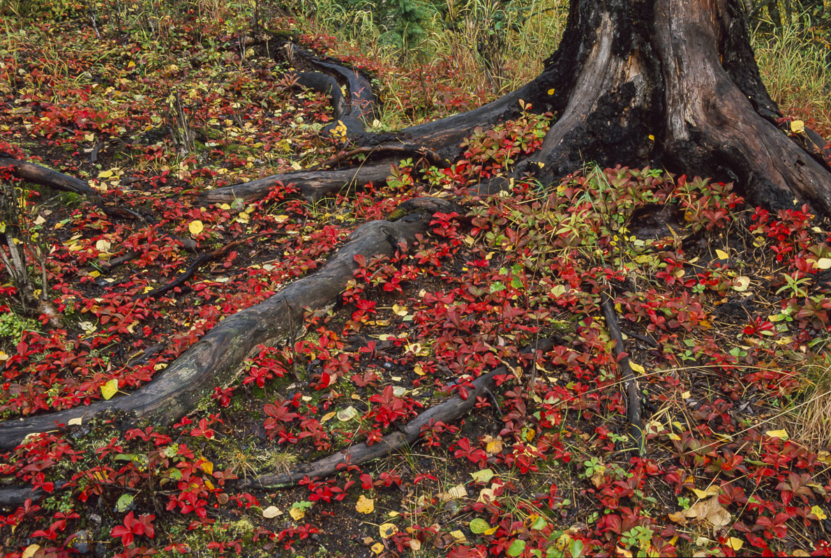 A patch of Dwarf dogwood, scarlet-red with the colors of autumn, decorate the exposed roots of a cottonwood tree in Kincaid Park...