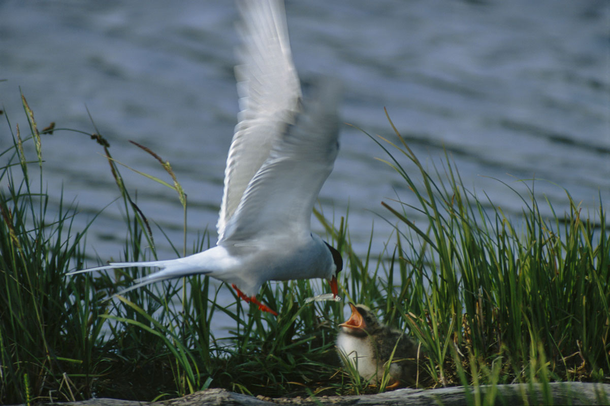 An adult Arctic tern feeds a minnow to its check at a nest along the water's edge in the Potter Marsh Bird Sanctuary, Anchorage...