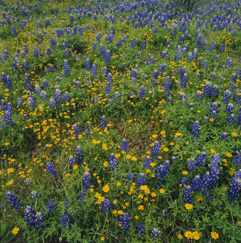 Golden groundsel and bluebonnets decorate a field in the Texas Hillcountry near Federicksburg in spring. Tango drum scan from...