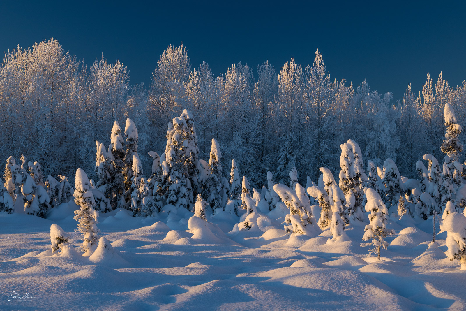 Frost and fresh snow create a winter wonderland in Connor's Bog in Anchorage.