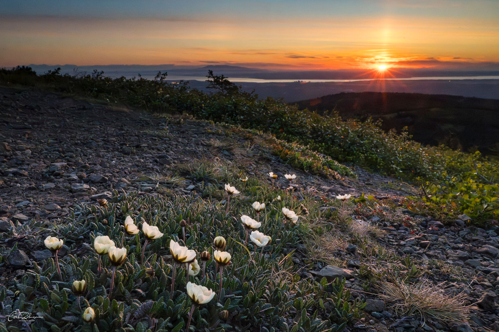 Sunset Avens The setting sun lights up a patch of Mountain Avens on an alpine slope in Chugach State Park. 