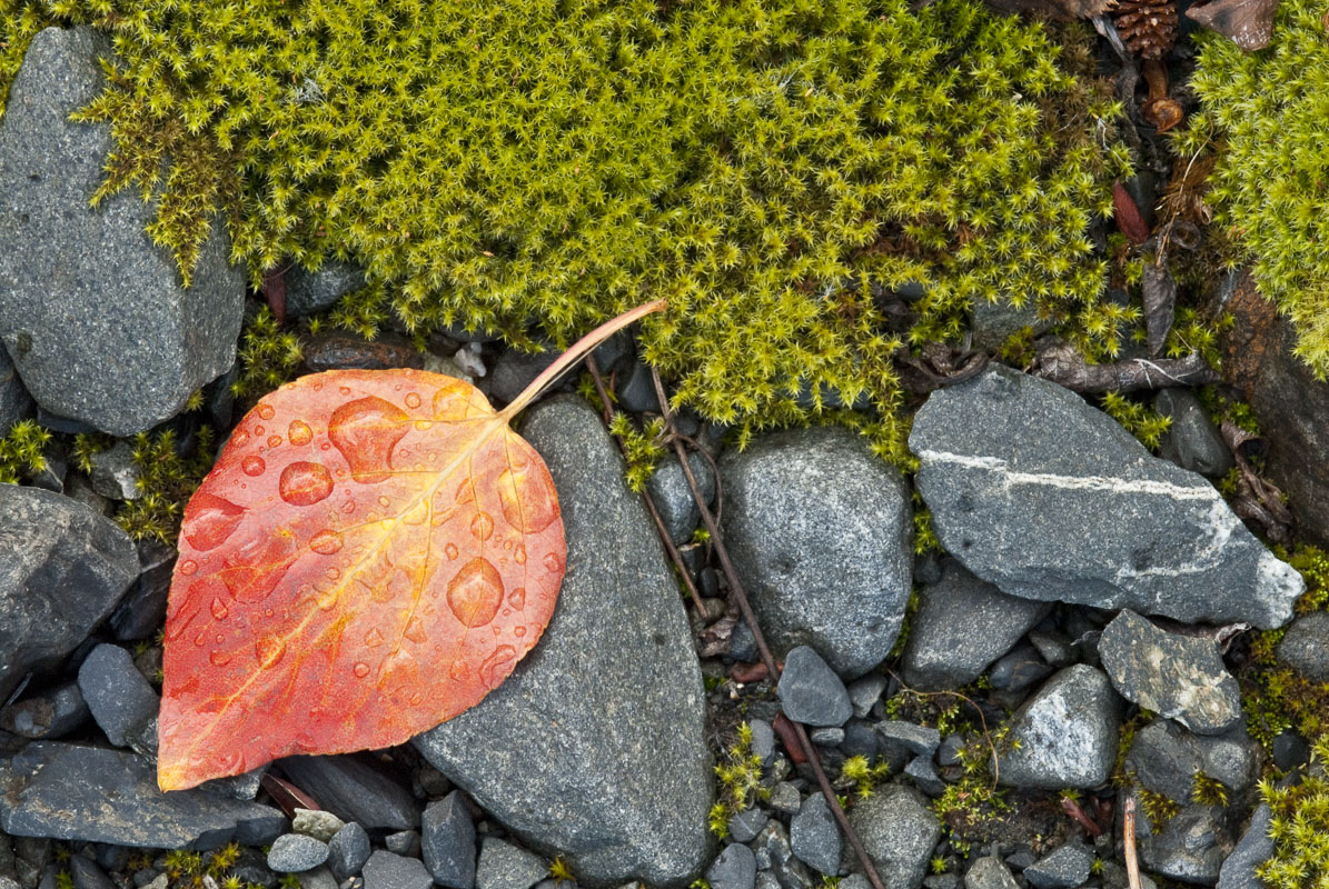 A lone birch leaf rests among rocks and mosses at Colony Glacier, Chugach Mountains, Alaska.