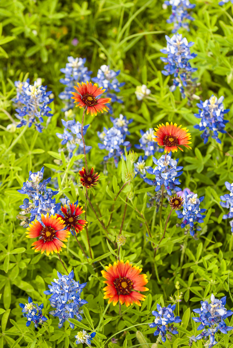A cluster of Texas bluebonnets and Indian blanket provide a pop of color in the Texas Hill Country.