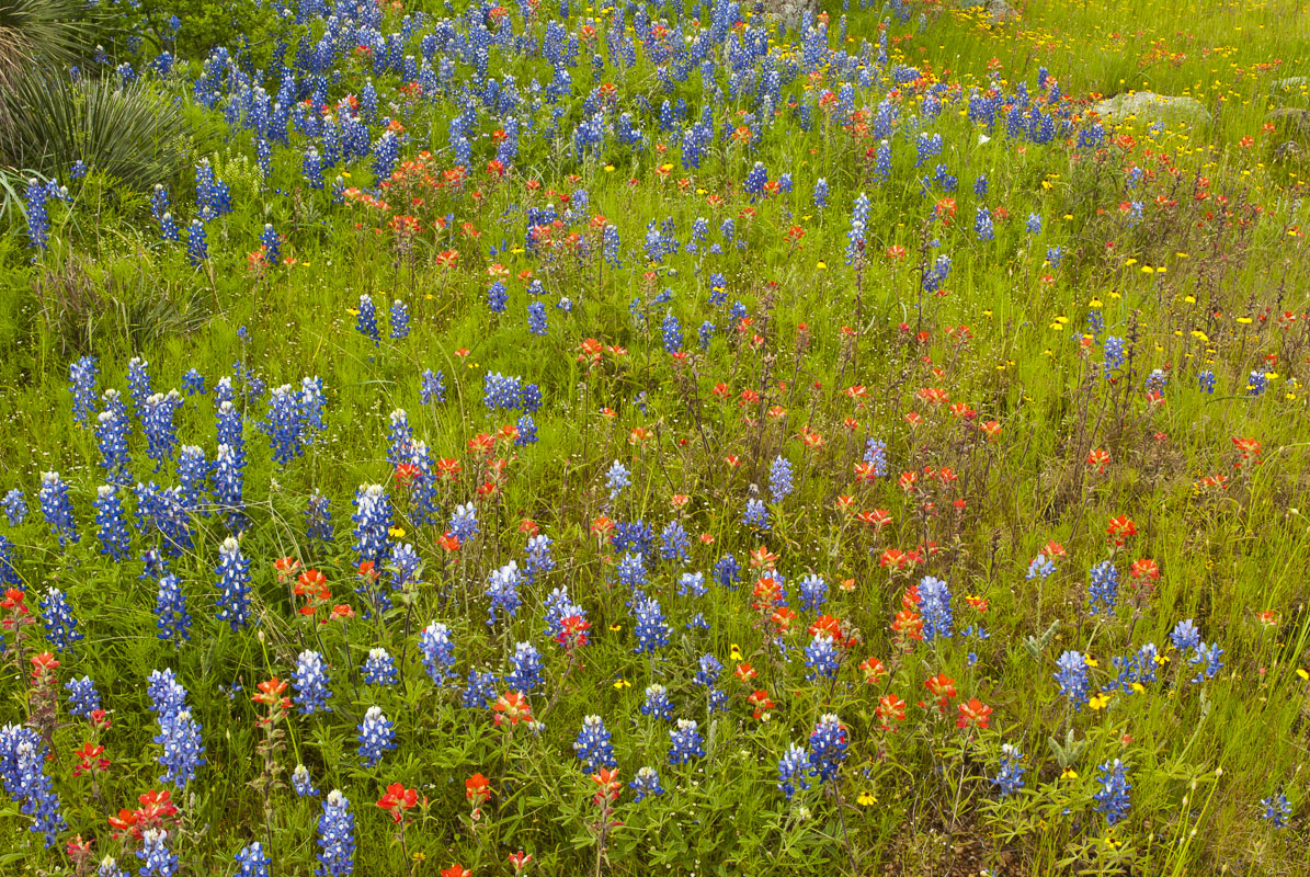 Texas bluebonnets and Indian paintbrush make up a lot of the colors in this area of the Texas Hill Country near Fredericksburg...