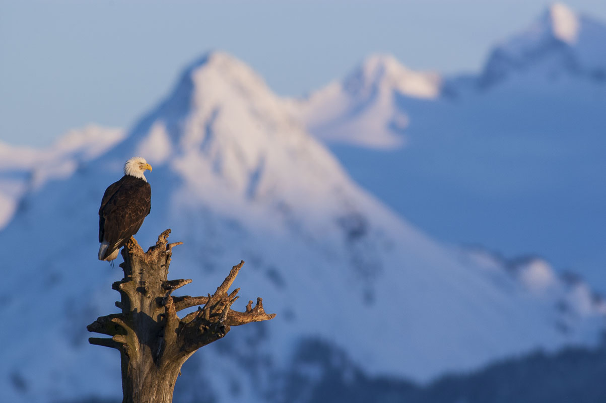 A bald eagle surveys the land from a tree stump on the Homer Spit in Kachemak Bay, Alaska.