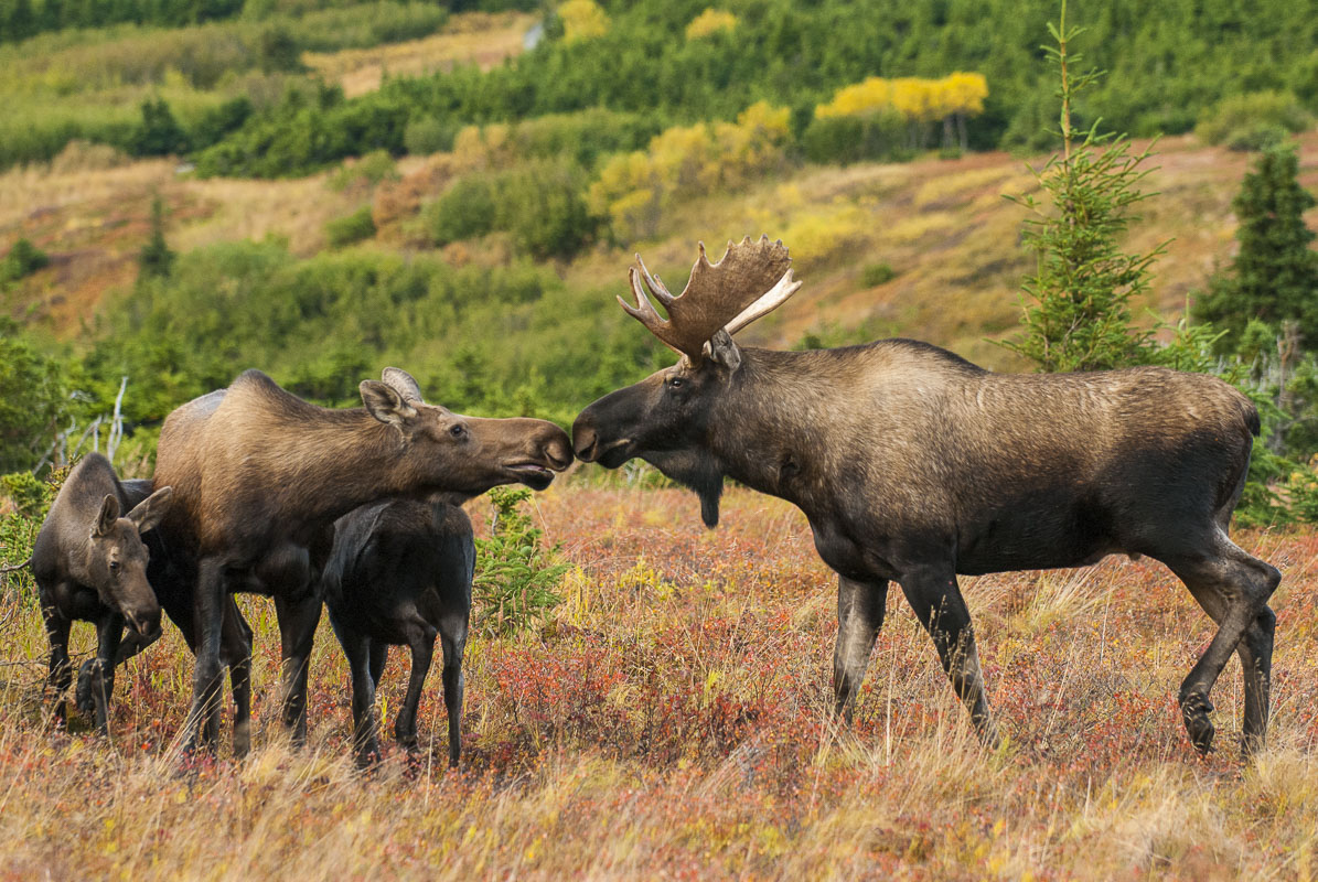 A bull moose touches noses with a cow with two calves during the autumn rut. A cow moose will mate with a bull, even if she has...