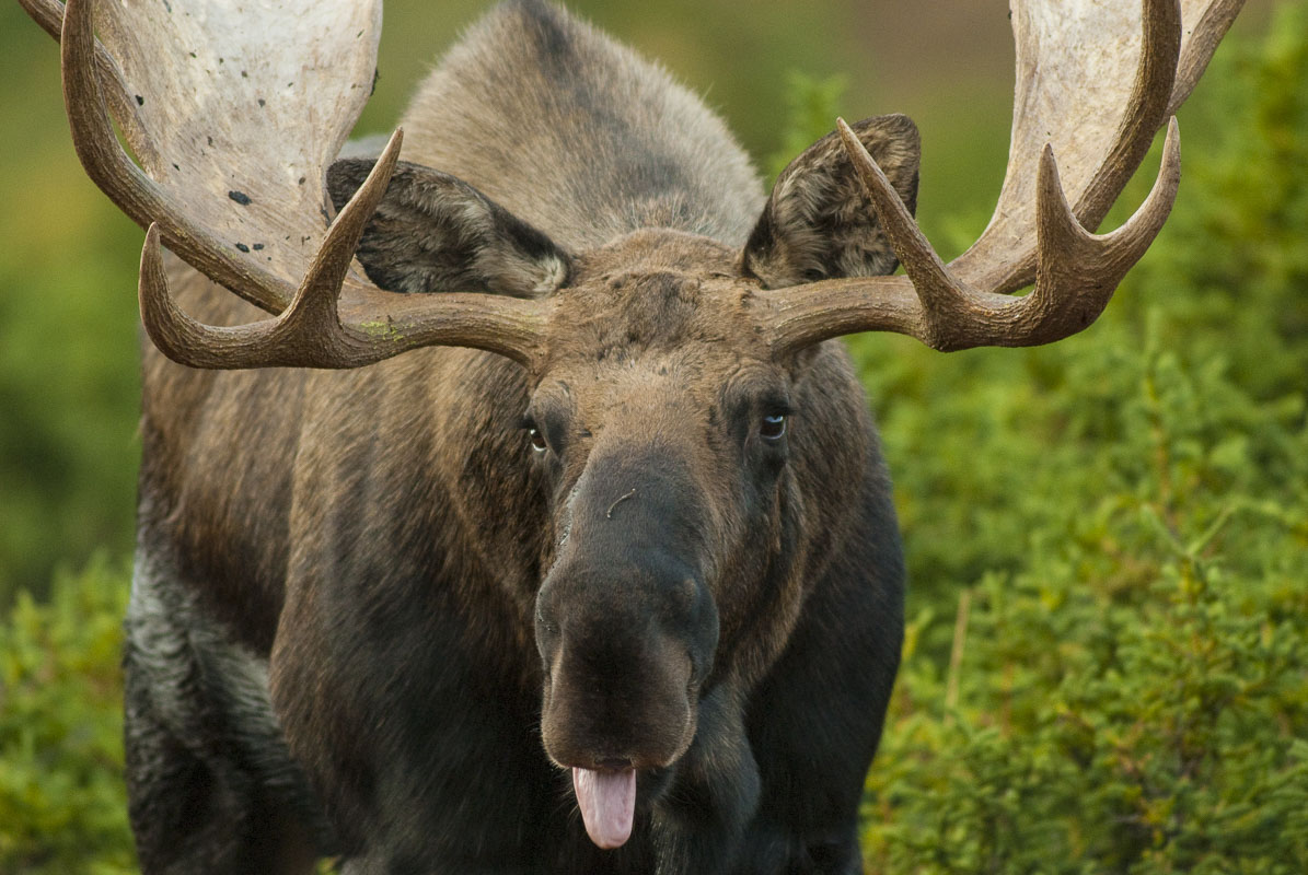 Bull moose engage in a variety of interesting behavior during the autumn rut. According to Vic Van Ballenberghe, a pre-eminent...