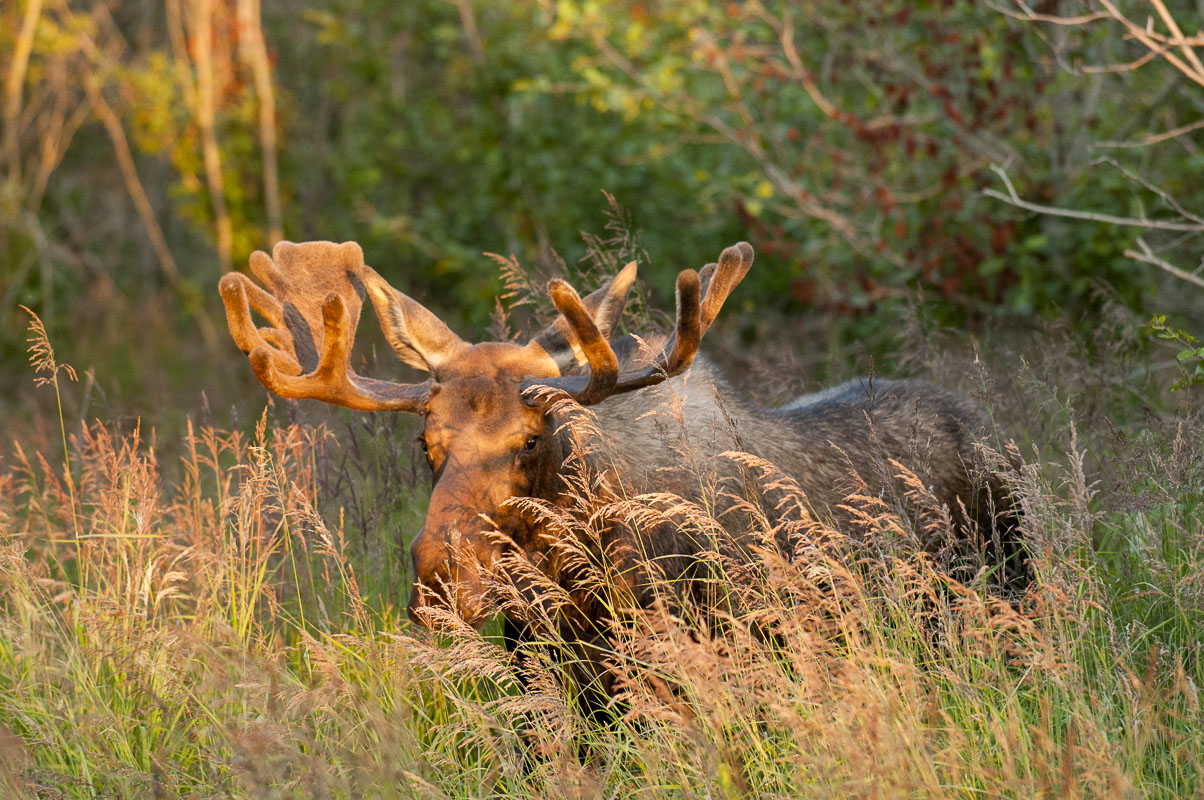 A bull moose peeks from behind some tall grasses in evening light in late summer, Anchorage, Alaska.